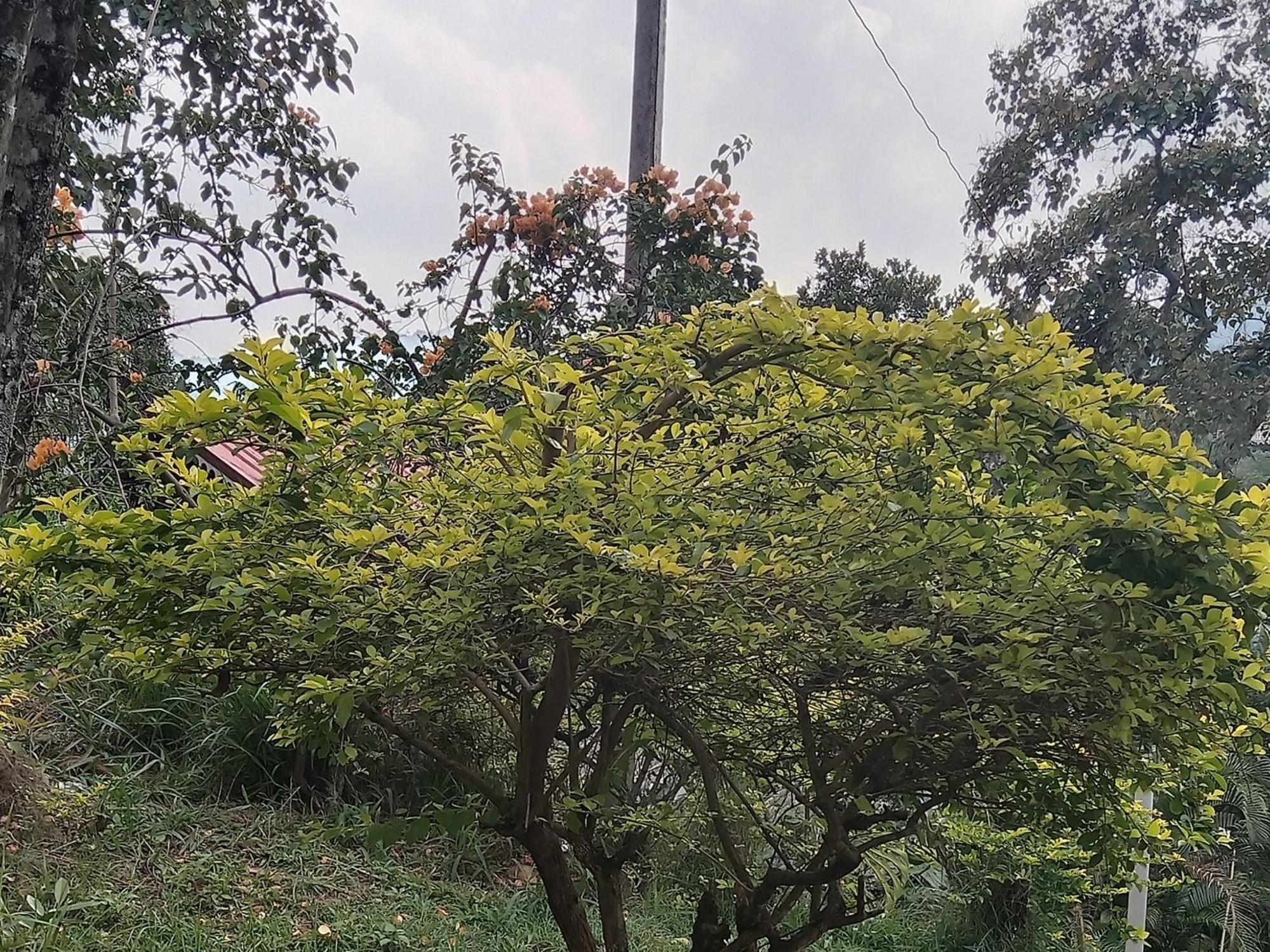 Sudumal Cottage Ella Phòng bức ảnh